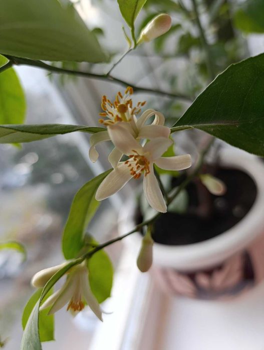 Плодоносні лимони