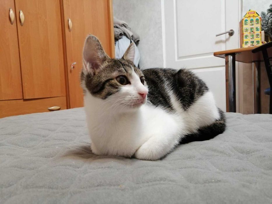 Віддаю у добрі руки: Кукі, Міа, Обунта