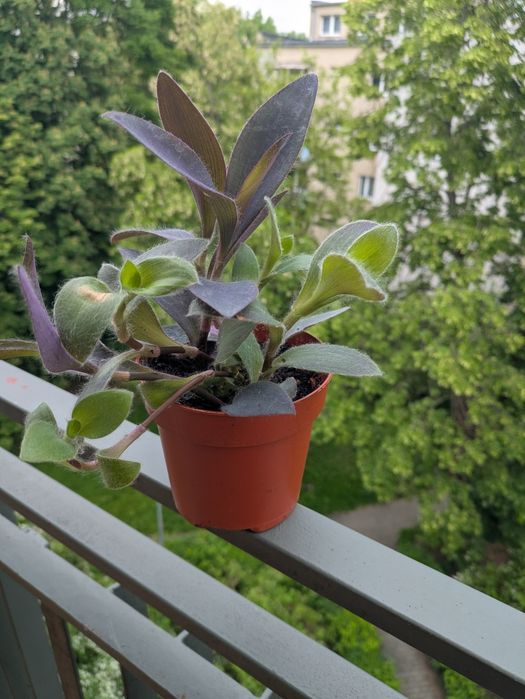 Trzykrotka purpurowa