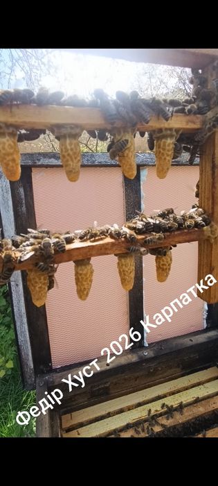 Бджоломатки Карпатка червень 2026