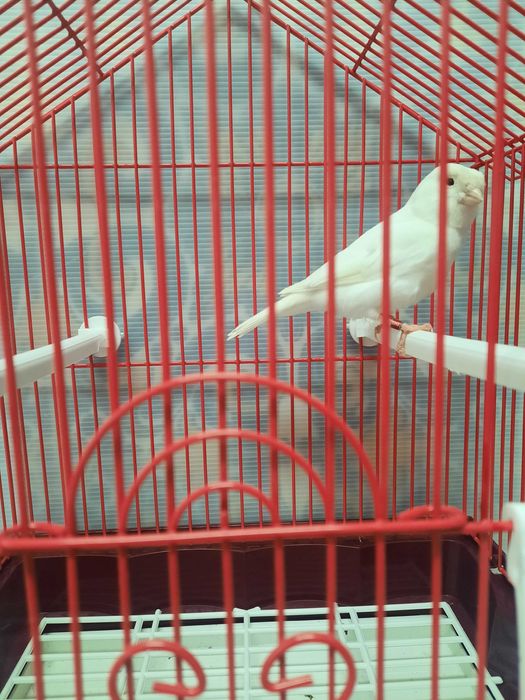 Canário macho branco