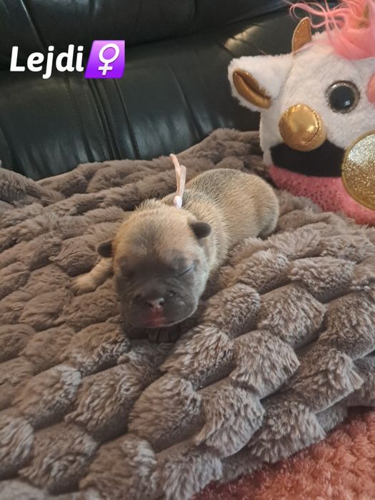 Buldog francuski Lejdi po championce Polski 2025