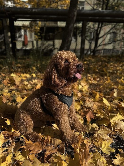 Шукаю наречену!  Я хлопчик Мальтипу