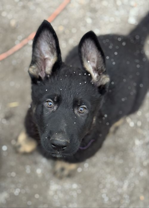 Owczarek niemiecki FCI