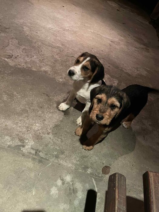 Pieski szukają domu