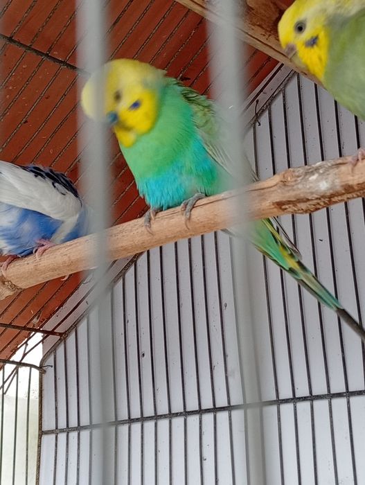 Piriquitos arco íris