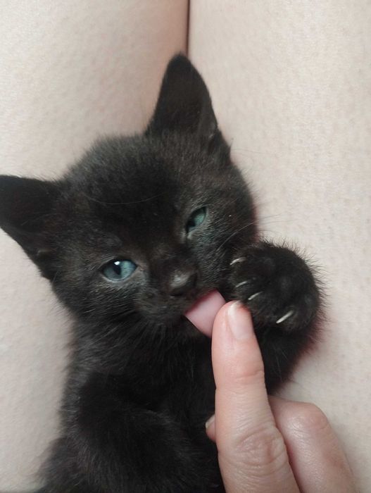 Oddam kotki w dobre ręce