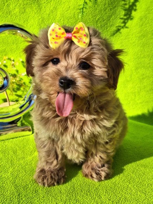 Дуже мила дівчинка Мальтипу, є паспорт, зроблено усі прививки за віком