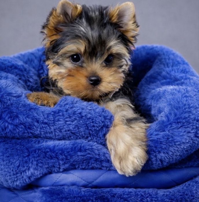 Йорк. Продам щенка.