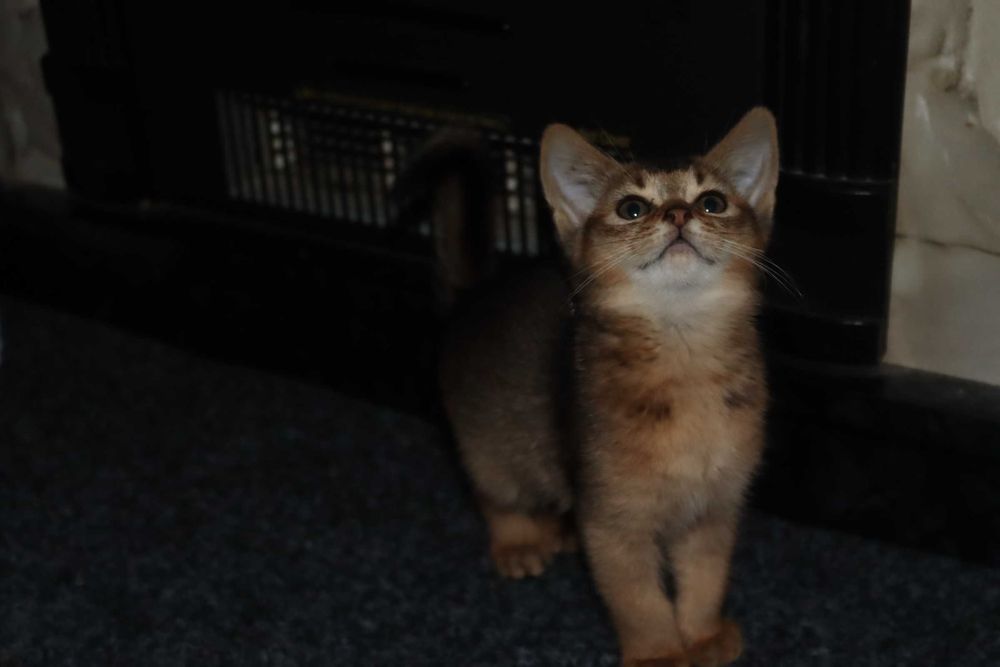 Чаузи крупная порода кошек