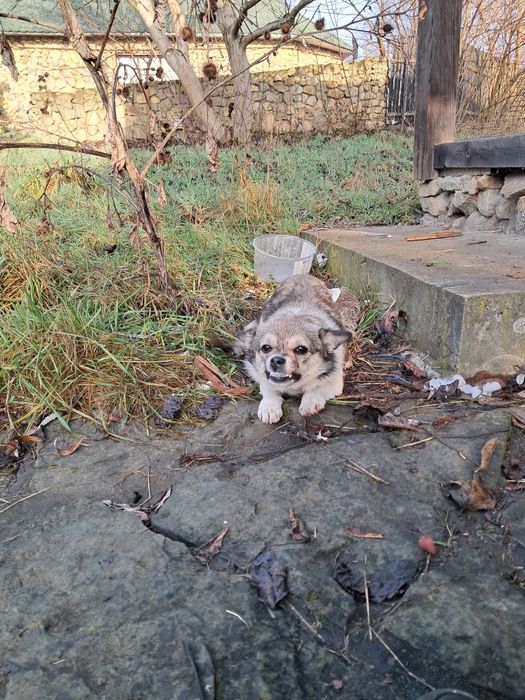 Маленька красуня шукає дім