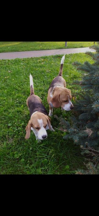 Бігль в'язка! Київ,Хмельницький ,Чернівці , Кам'янець Подільський