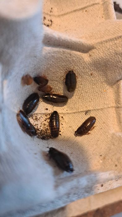 owady karmowe mini karaczany Paraplecta