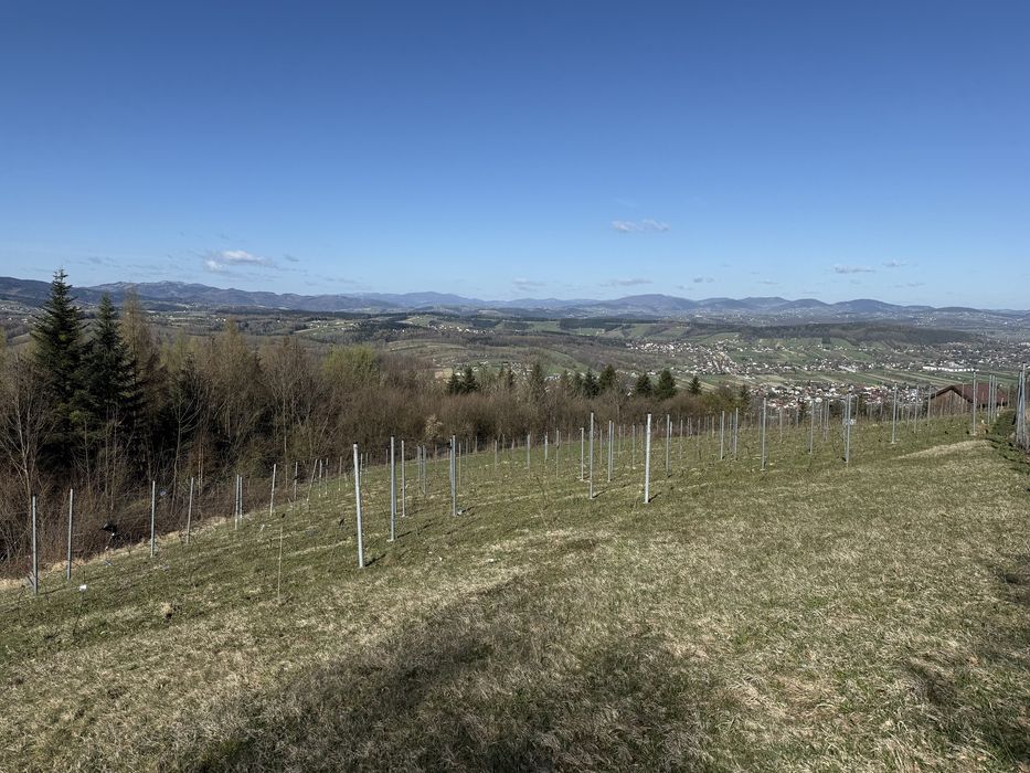 Działki rolno-widokowo, Popowice Stary Sącz - Widok 3