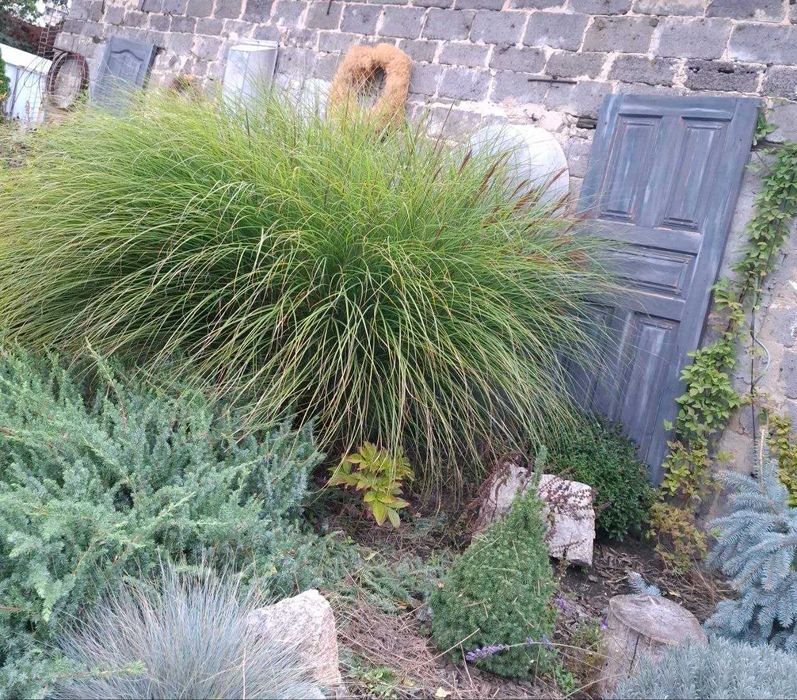 Міскантус китайський