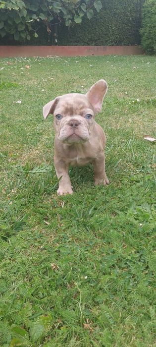 Piesek Buldog Francuski