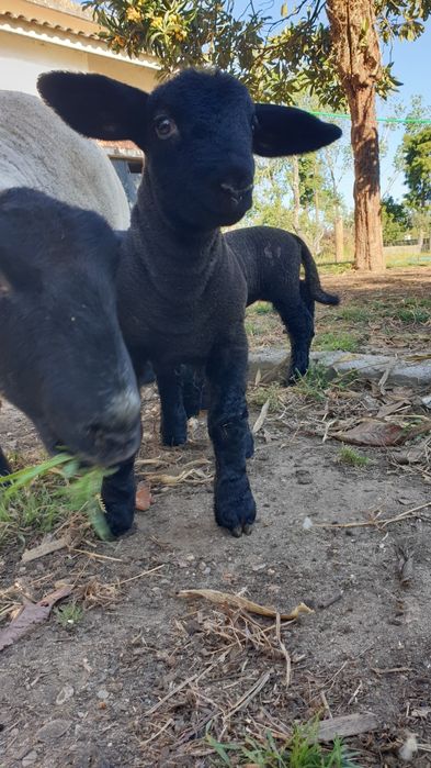 Ovelhas Suffolk disponiveis