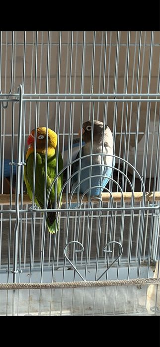 Troco casal 2026 pronto a criar por outro ao meu agrado