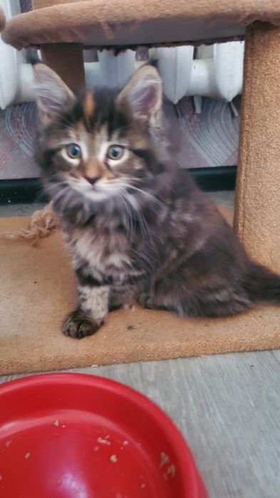 Котята Мейн кун мальчики и девочки