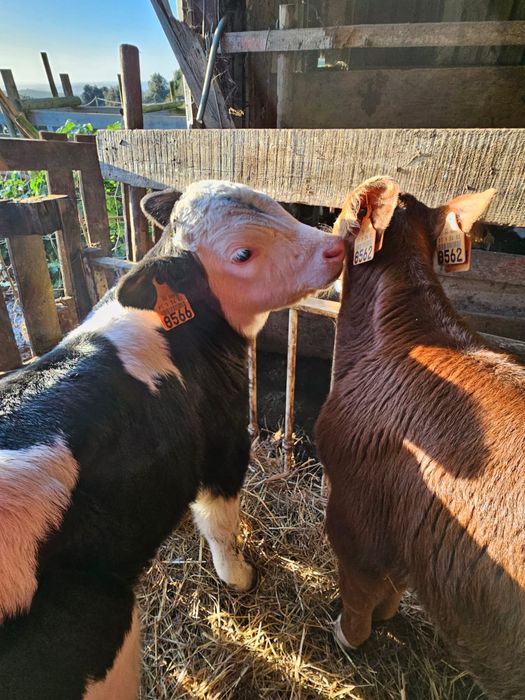 Vendo vitelos raça Frísia e cruzados