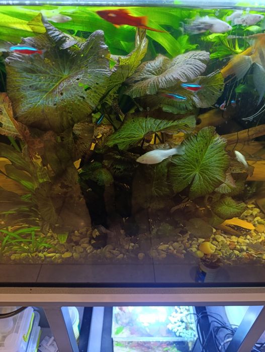 Lotos czerwony do akwarium