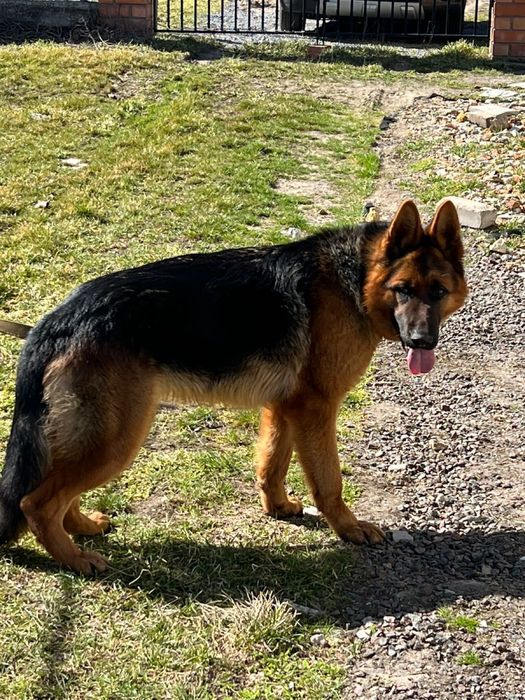 Німецька вівчарка