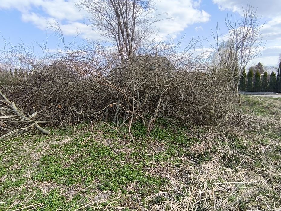 Oddam gałęzie i drzewo na rębak