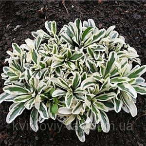 Кампанула,гіпсофіла,ромашка,гвоздика,карекс, очитки,перовскія