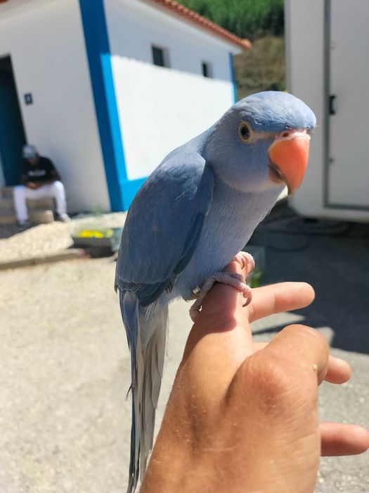 Papagaio Ringneck Bebê/Selvagem