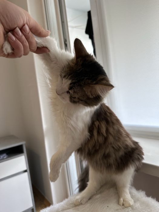 Кішечка Ніколь шукає люблячих господарів