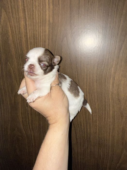 Menino Mini Chihuahua  lindissimo “ de bolsa.