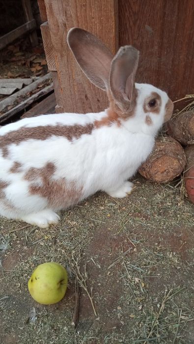 Продам НСВ кроликів