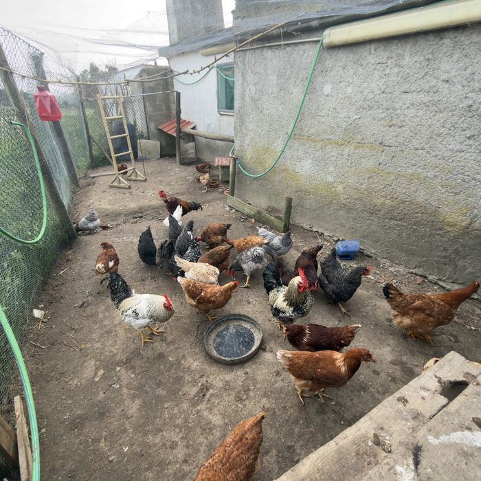 Ovos Caseiros Frescos