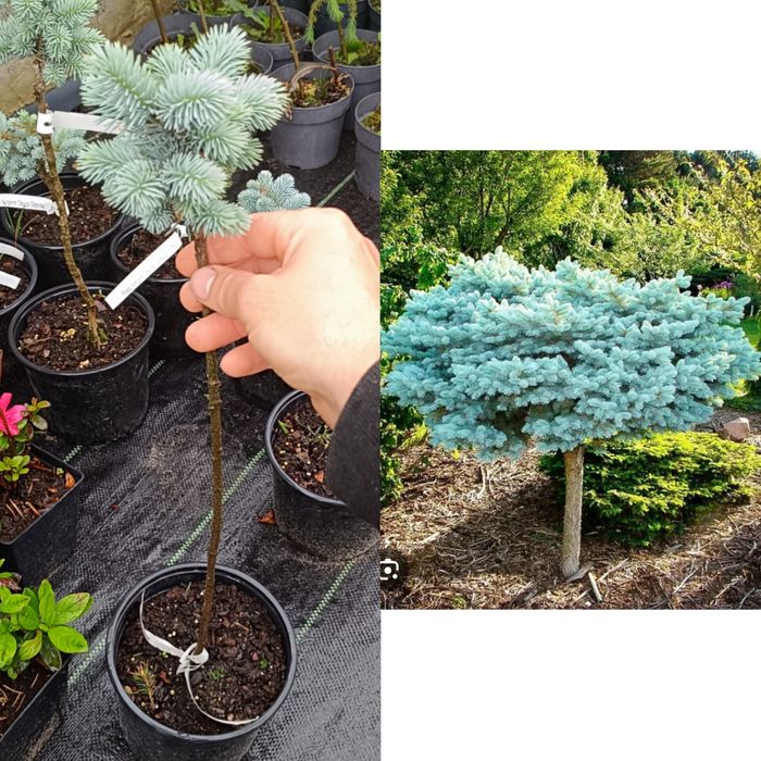 Сосни, ялини, ялиці