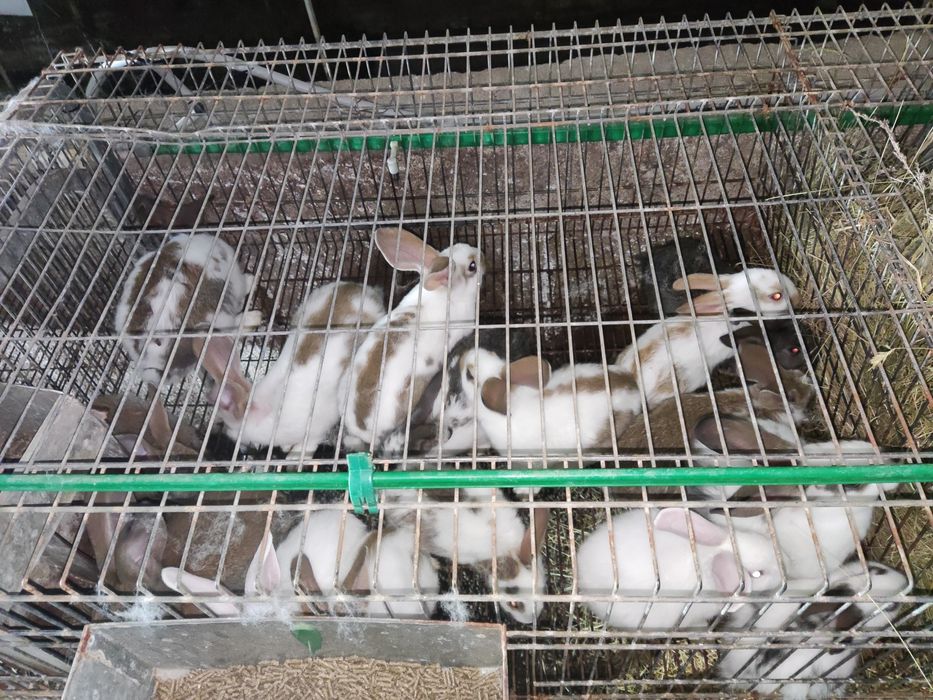 Coelhos para criação ou consumo