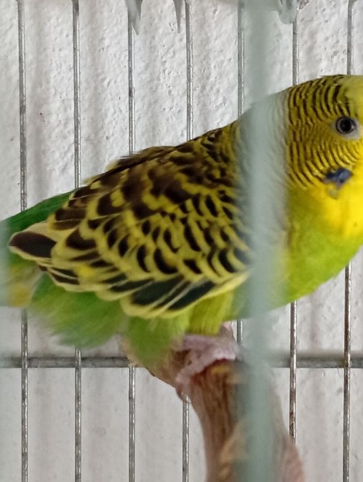 Piriquito macho...