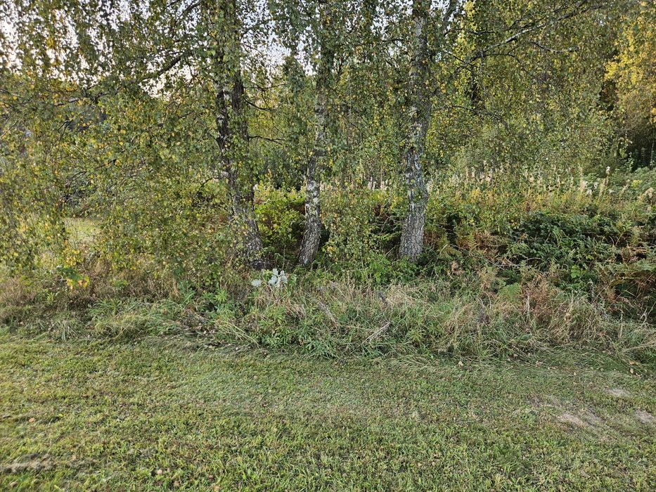 czyszczenie oczyszczanie działek nieużytków