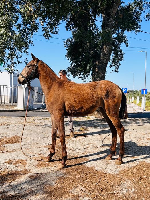 Poldra com 12 meses