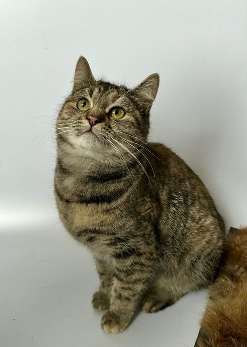 Котёнок Кити около полгода