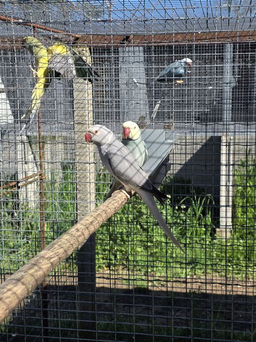 Ring necks adultos