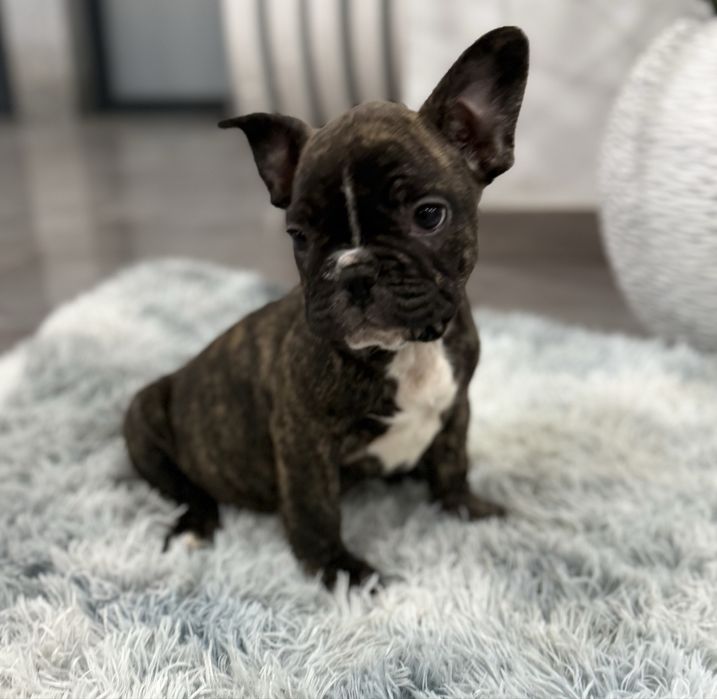 Bulldog francês maravilhoso