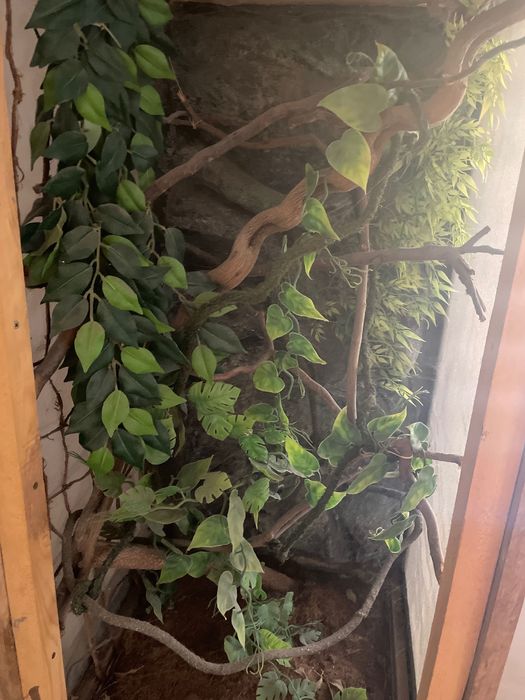 Terarium dla kameleona