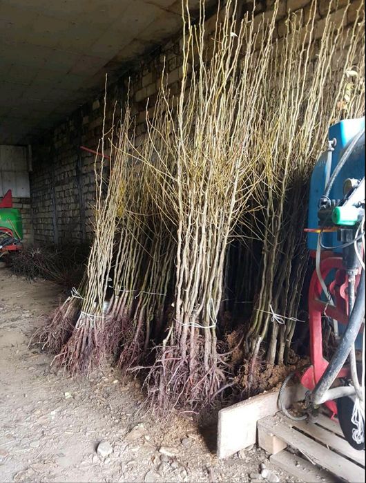 Саджанці черешні, вишні, яблука, груші, сливи, персик, абрикос