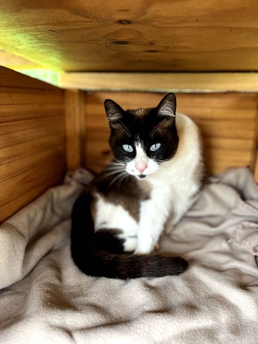 Gatinhos lindos à procura de um lar acolhedor e carinhoso