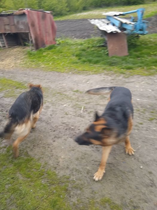 Німецькі вівчарки під замовлення