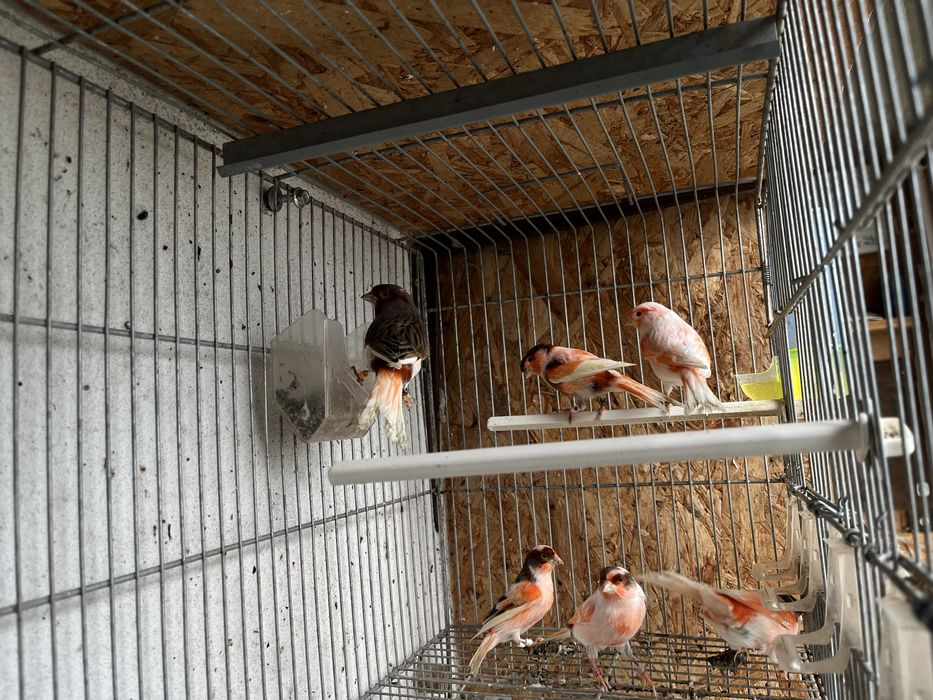 Canarios mosaicos e alarquins