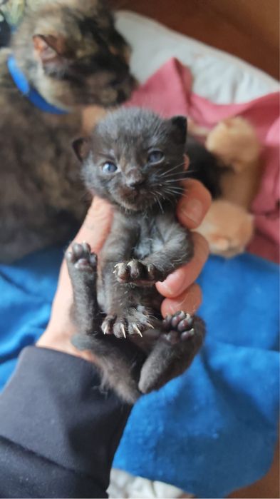 Gatinhos para adoção