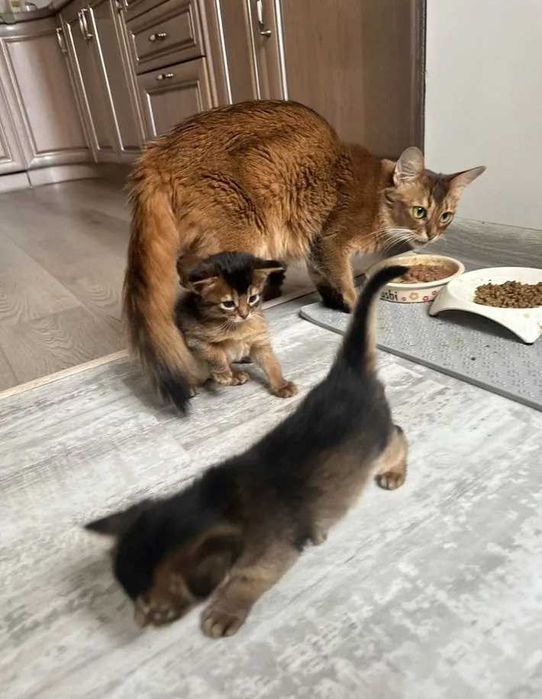 Сомалийцы, сомалийские котята