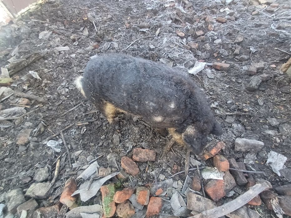 Кнур венгерська пухова мангалиця