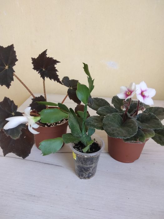 Набір із трьох вазоночків